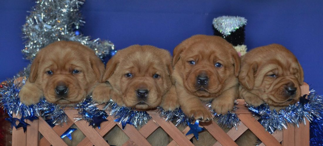 Fox Red Lab Puppies For Sale Winter Valley Labs Mlk